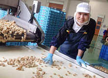 赴日本北海道水产食品加工特定技能（五年）项目招募进行中